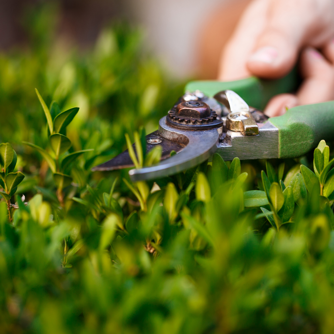 Подрязване на храсти и дървета